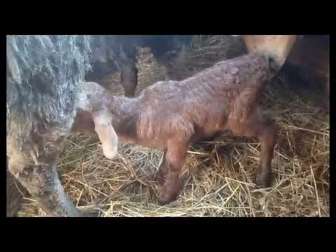 Видео: Как подсадить чужого ягненка овце.