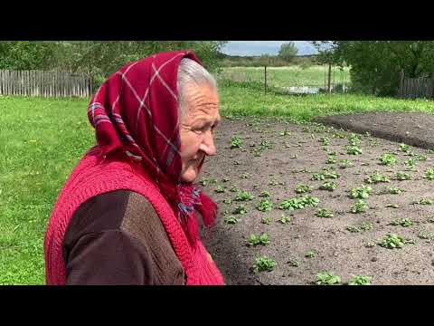 Видео: ХОЗЯЙСТВО  и ОГОРОД  деревня МОТОЛЬ , и даже растёт голубика