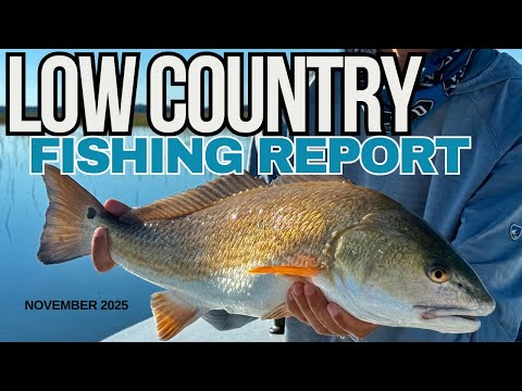 Видео: Отчет о рыбалке в низинных районах за ноябрь