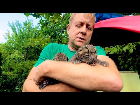 Видео: Мама леопард РВАНУЛА на Олега Зубкова и схватила его телефон, такой кошке лучше в лапы НЕ ПОПАДАТЬСЯ