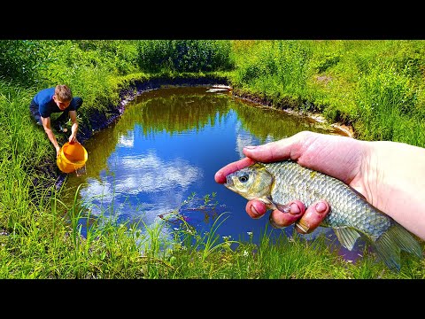 Видео: Запустил в пруд стаю карасей! Пруд на даче ЖАРА +30