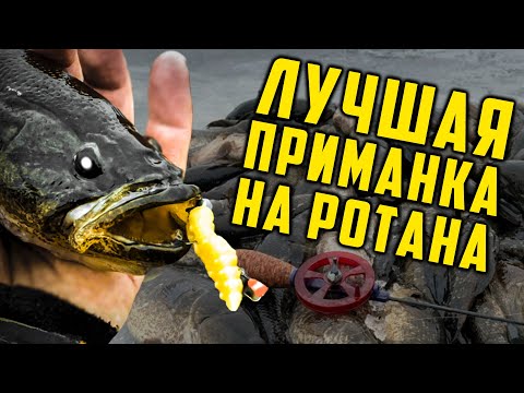 Видео: ИННОВАЦИОННАЯ ПРИМАНКА на ротана! Ловля ротана на зимней рыбалке. Первый лед 2023-24