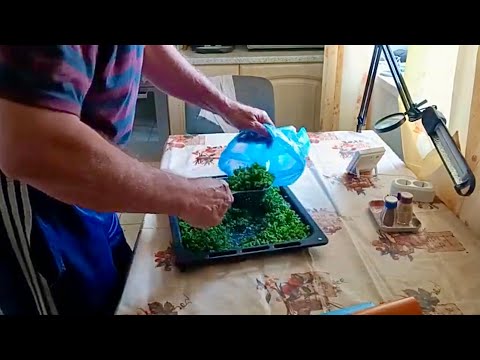 Видео: Заготовка луковоукропной смеси. Еще немного о домашних и уличных перцах.