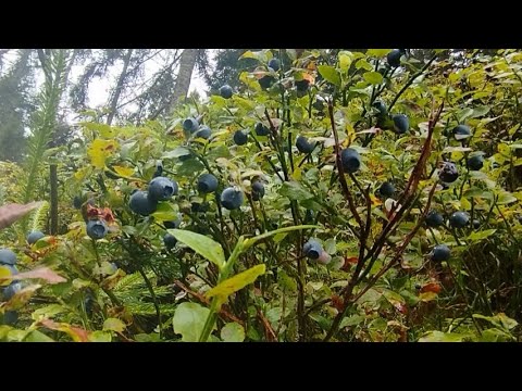 Видео: В Океані Чьорниці Море Грибів