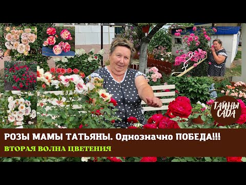 Видео: Однозначно ПОБЕДА! РОЗЫ МАМЫ ТАТЬЯНЫ. ОСЕННИЙ ПАРАД ИЗ РОЗ. САМЫЕ СИЛЬНЫЕ СОРТА. НАШ САД В СЕНТЯБРЕ.