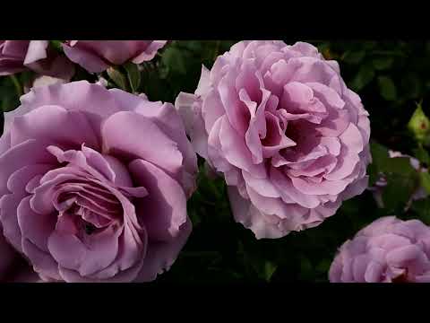 Видео: Удобрение роз - первогодок, для красивого и обильного цветения уже в год посадки!