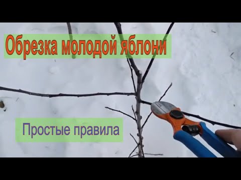 Видео: ОБРЕЗКА МОЛОДОЙ ЯБЛОНИ ВЕСНОЙ. Простые правила обрезки.