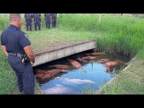 Видео: 60 Странных Явлений, Которые Происходят Прямо Сейчас по Всему Миру