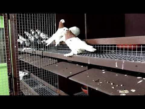 Видео: Узбекские и Бакинские голуби едут на ярмарку