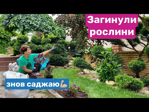 Видео: Загинули рослини, але саджаю нові! БАРБАРИС ТУНБЕРГА  як обрати для саду