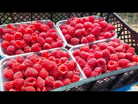 Видео: Стрим МАЛИНА