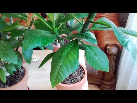 Видео: Плюмерия. Предзимняя обрезка.