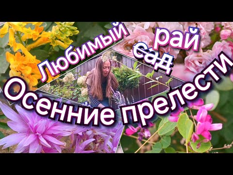 Видео: ОСЕННИЕ ПРЕЛЕСТИ 🥰 Мой любимый сад. Самые красивые картинки сада ❤️