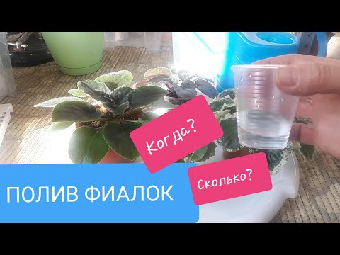 Видео: ПОЛИВ Фиалок? Когда и сколько?