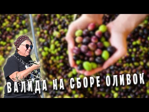 Видео: Валида Будакиду на сборе оливок / Греция Крит / Как собирают, сколько зарабатывают