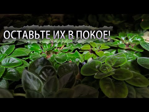 Видео: Фиалкам нужен отдых от цветения. Но это не точно