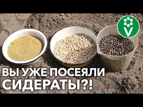 Видео: ВСЕГО ТРИ РАСТЕНИЯ, А ПОЧВА КАК НОВЕНЬКАЯ!  Улучшаем землю без перекопки с помощью сидератов!