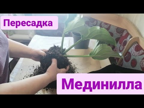 Видео: Мединилла. Пересадка. Часть 1