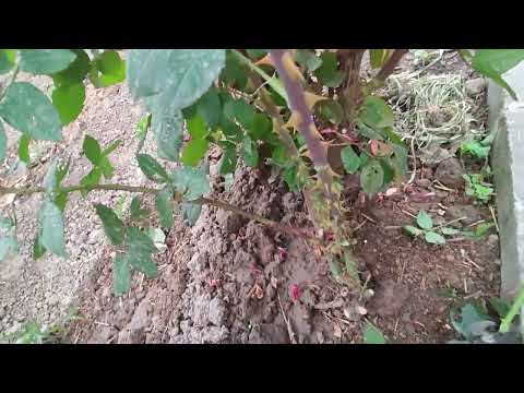Видео: Роза гүліндеги көктемдегі жүргізу жүмыстары.Раушан гүлі.