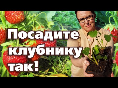 Видео: СУПЕР СПОСОБ ПОСАДКИ КЛУБНИКИ. ОТ УРОЖАЯ НЕ БУДЕТ ОТБОЯ