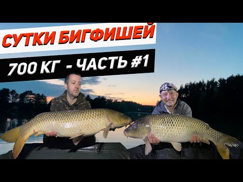 Видео: Озеро Трофейное| Ловля карпа бигфиш. Часть 1