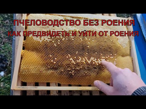 Видео: Как избежать роения пчёл как предвидеть начальную стадию роения ☝️🐝