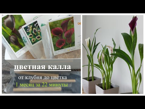 Видео: КАЛЛА в горшке цветная. ВЕСЬ ПРОЦЕСС: РОСТ, ЦВЕТЕНИЕ /месяц наблюдения за 22 мин./Комнатные растения