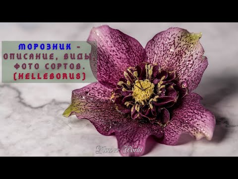 Видео: Морозник - описание, виды, фото сортов. (Helleborus)