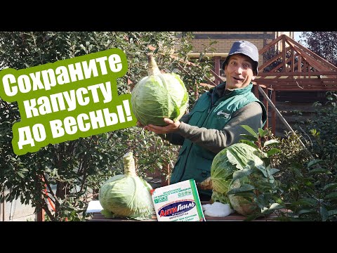 Видео: 3 лучших способа хранения капусты! Кочаны останутся свежими до весны!