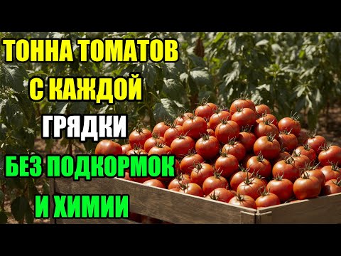 Видео: СЕКРЕТНАЯ ТЕХНОЛОГИЯ — УРОЖАЙ ТОМАТОВ В 5 РАЗ БОЛЬШЕ. ПРОСТАЯ СХЕМА — И ВОТ ТАКИЕ ЯЩИКИ ПОМИДОРОВ