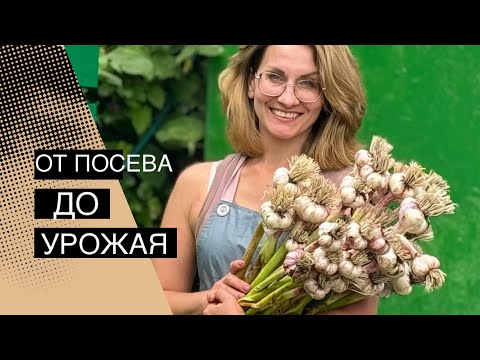 Видео: Когда и как сажать чеснок 🧄 