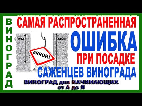 Видео: 🍇  Эту ошибку при посадке винограда невозможно затем исправить. Посадка саженцев винограда.