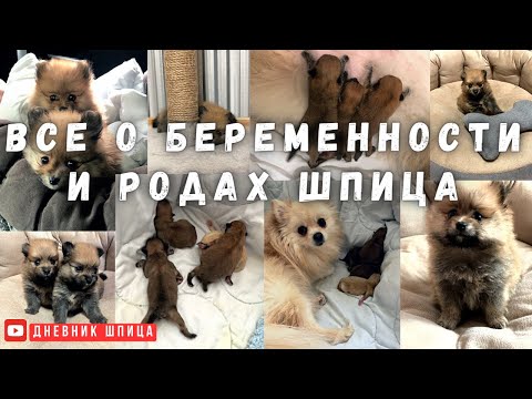 Видео: Все о беременности и родах шпица, уход за щенками