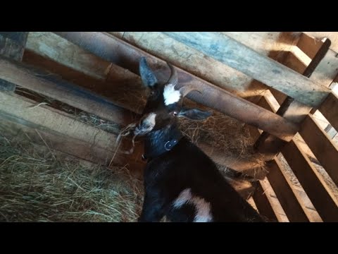 Видео: Обмен козлом на козочку. Неудачный обмен, но хороший опыт на будущее.