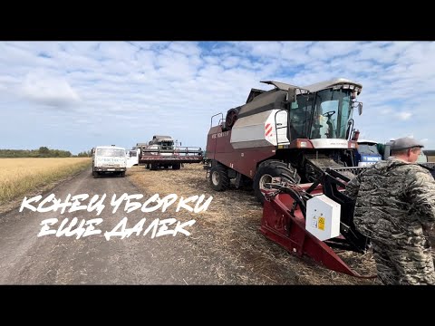 Видео: Молотим поваленную пшеницу. Засыпали всю территорию зернотока.ЗАВ,сортировки не успевают сортировать