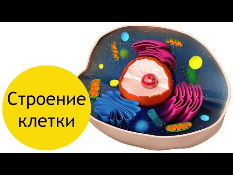 Видео: Строение клетки - кратко