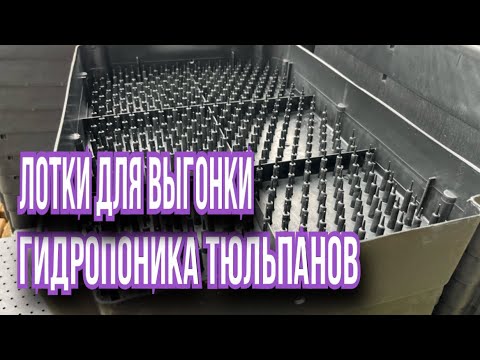 Видео: Выгонка тюльнов/Гидропоника/Во что посадить