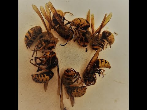 Видео: Уничтожение гнезда шершней 2.  Без приключений не обошлось ;))