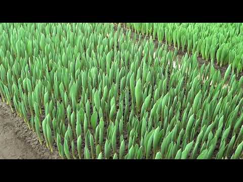 Видео: Выгонка тюльпанов. Теплицы наших клиентов 2