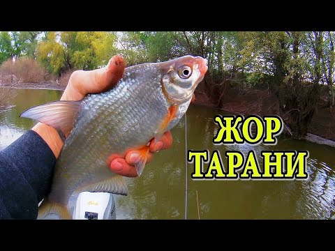 Видео: БЕШЕНЫЙ КЛЁВ ТАРАНИ  ЛОВИМ НА ПОПЛАВОК !