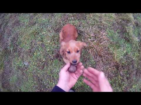 Видео: Тренировка на черен трюфел  АРКА , 4 мес .