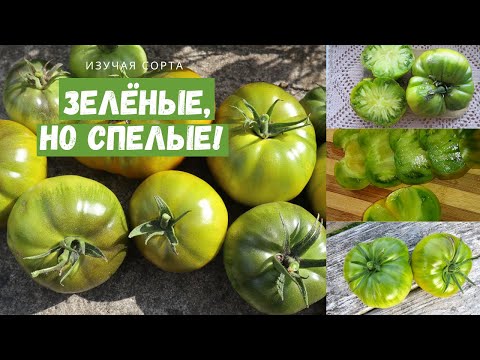 Видео: 16 сортов зеленоплодных томатов с описанием, фото и видео