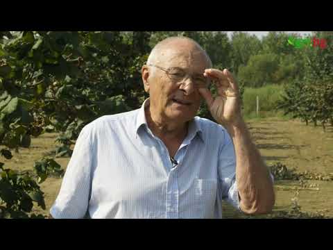 Видео: Бащата на сорта Франческана у нас и лешниковата му градина