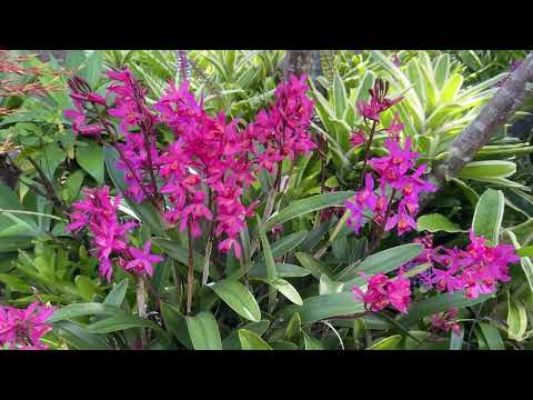 Видео: Зимнее Цветение Моих Орхидей. Найденыш Зацвел! Winter Orchids Blooming in Australia 
