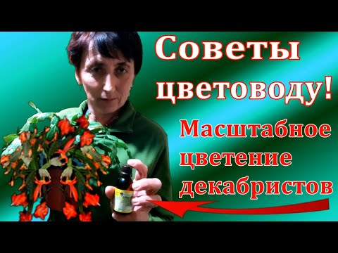 Видео: Как подготовить(спровоцировать)к роскошному цветению декабристы. Рассказываю как я это делаю