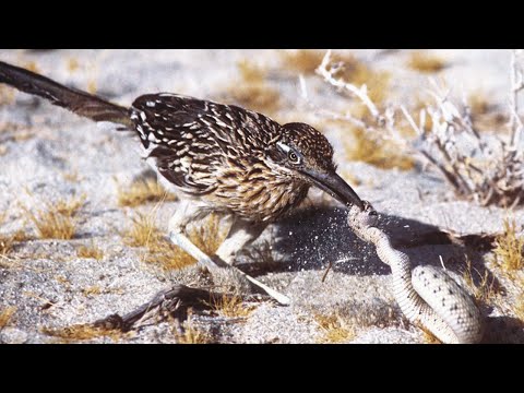 Видео: Калифорнийская кукушка – охотник на змей и самый быстрый бегун!