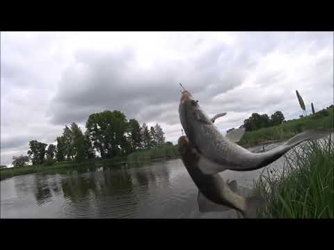 Видео: ХЕРАБУНА. ВЕДРО КАРАСЯ В НЕПОГОДУ