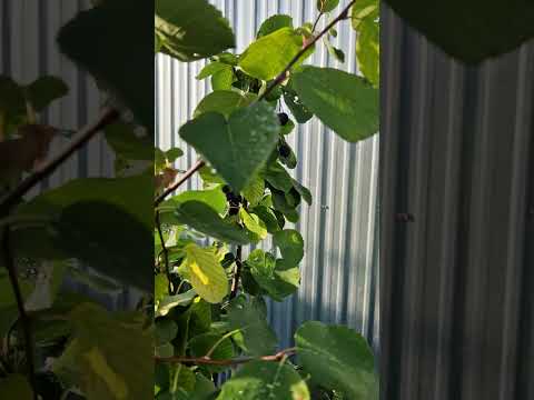 Видео: Канадская ирга- ягода  - лекарство без побочных эффектов.          #ягоды