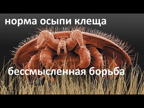 Видео: #Пчёлы.  Клещ варроа, беспощадный паразит. Норма заклещёванности и осыпи после обработки.