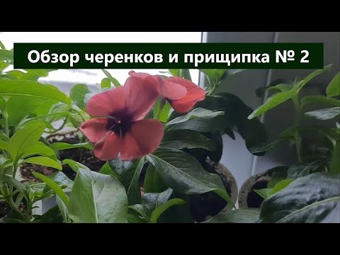 Видео: Обзор черенков и прищипка № 2 катарантуса. Важные моменты.